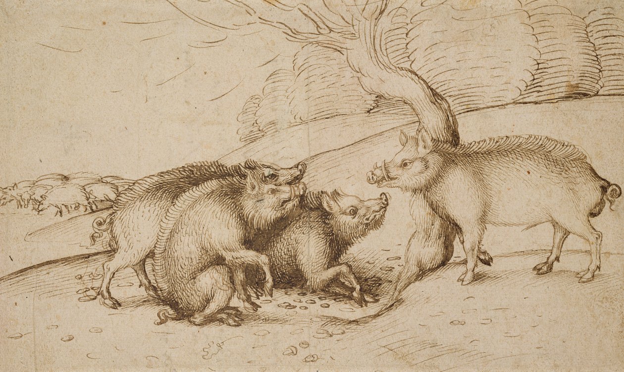 Yaban Domuzu Ailesi (beyaz kağıt üzerine kalem ve mürekkep) by Martin Schongauer