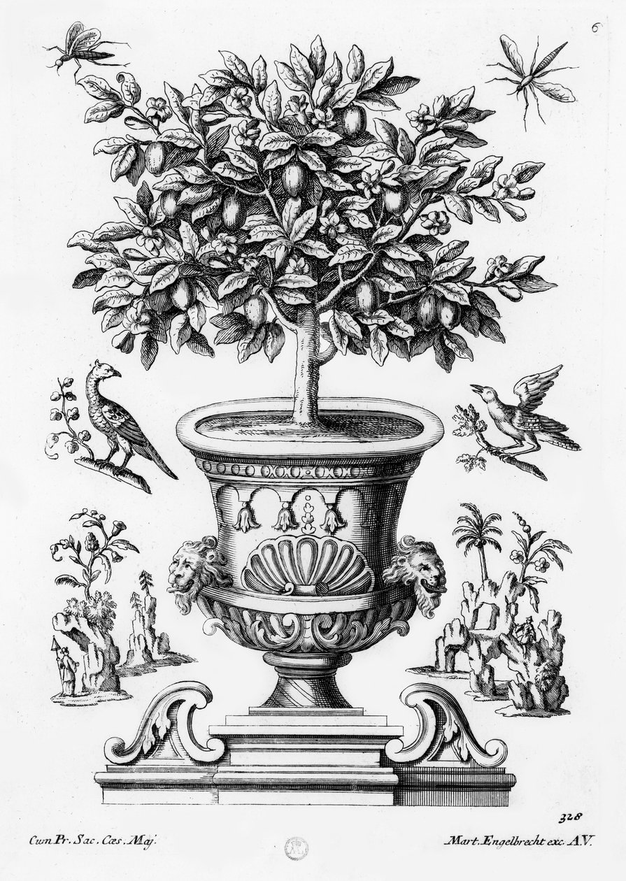 Narenciye ağaçları, c.1735 by Martin Engelbrecht