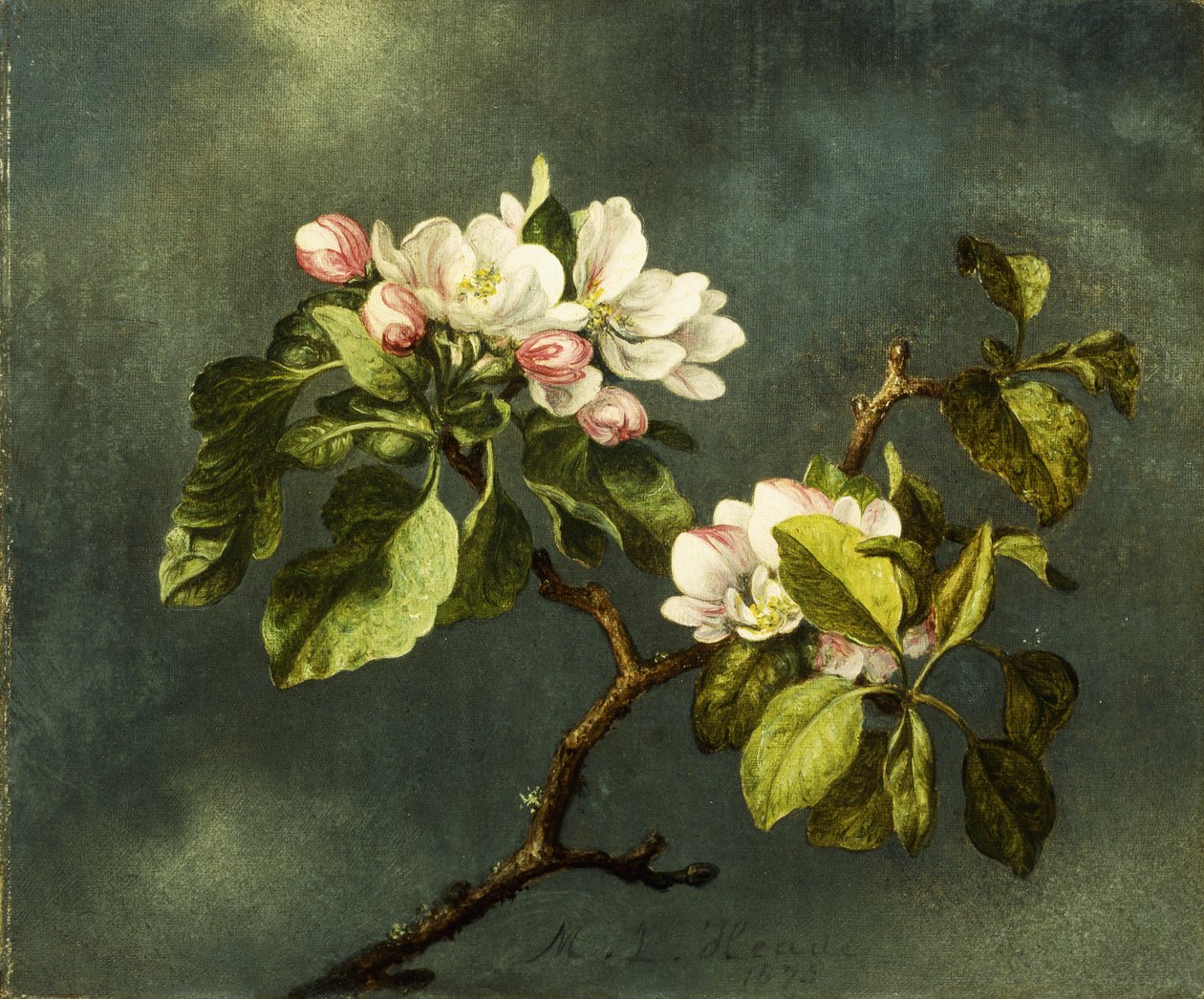 elma çiçekleri, by Martin Johnson Heade