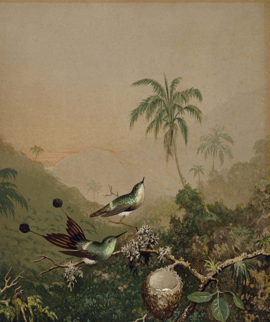 Brezilya Sinek Kuşları II, c. 1864-1865 (kağıt üzerine elle uygulanmış yağlı boya ile kromolitograf) by Martin Johnson Heade