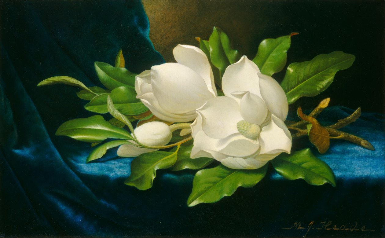 Mavi Kadife Kumaş Üzerindeki Dev Manolyalar, c. 1890. by Martin Johnson Heade