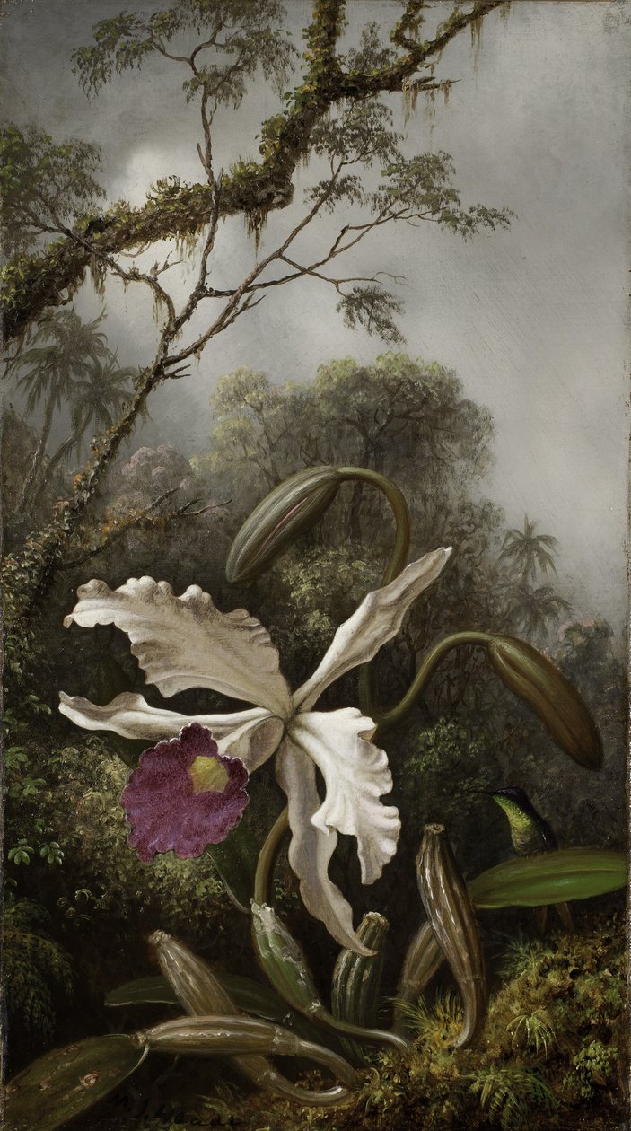 Beyaz Orkideli Sinek Kuşu, 1875-1885 by Martin Johnson Heade