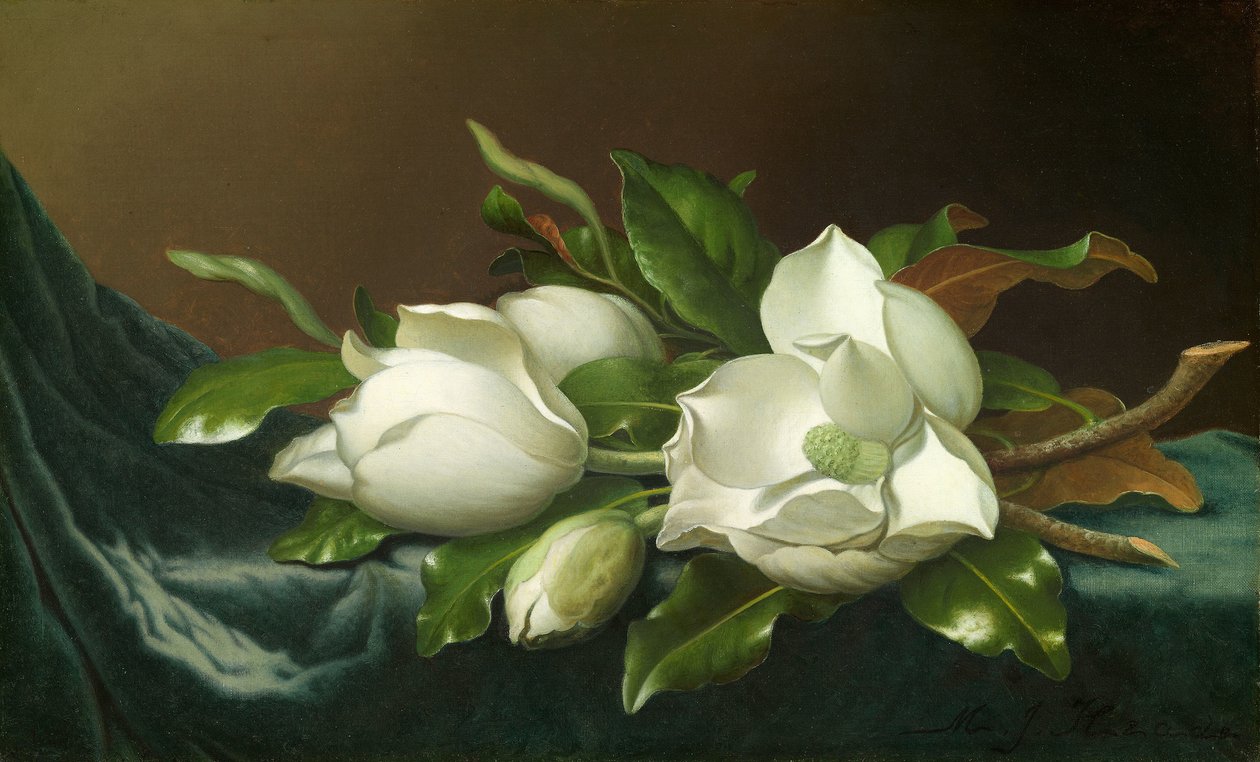 Açık Mavi Kadife Kumaş Üzerine Manolyalar by Martin Johnson Heade