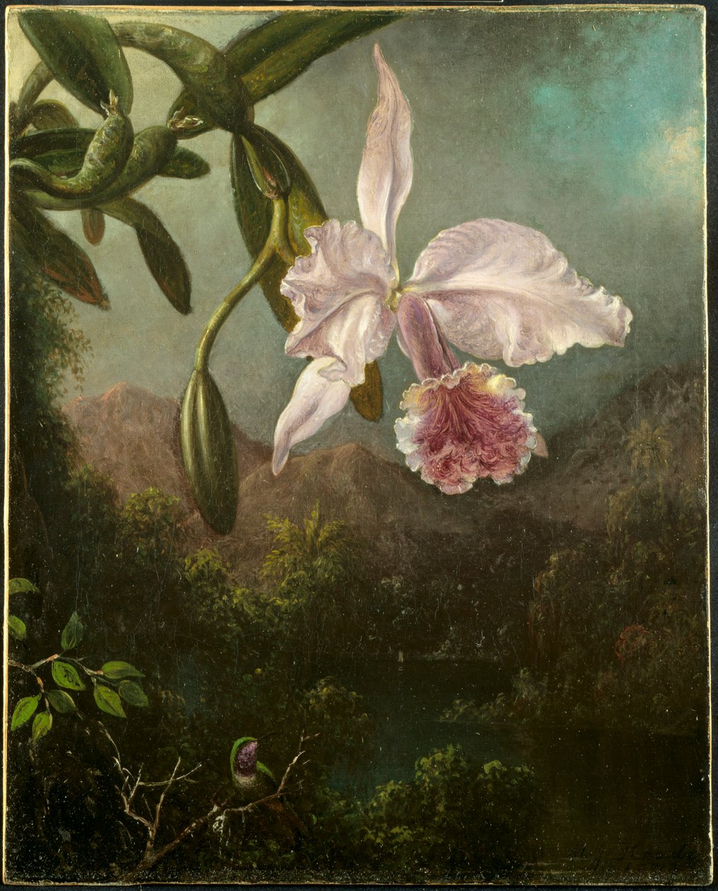 Orkide Çiçekleri, 1873. by Martin Johnson Heade