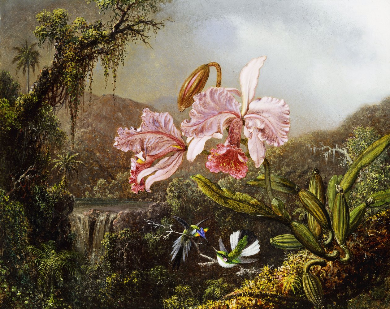 Brezilya Ormanında Orkideler ve Sinek Kuşları, c. 1871-72 by Martin Johnson Heade