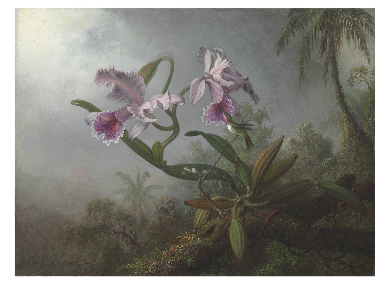 Bir dal üzerinde pembe orkideler ve sinek kuşu, 1875 by Martin Johnson Heade