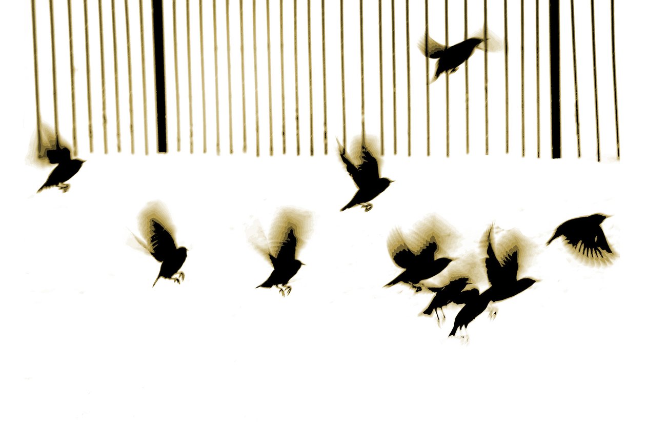 Sığırcıklar, 2003 (foto gravür) by Martin Mossop