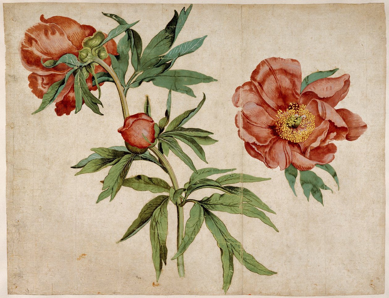 Şakayık Çalışması by Martin Schongauer