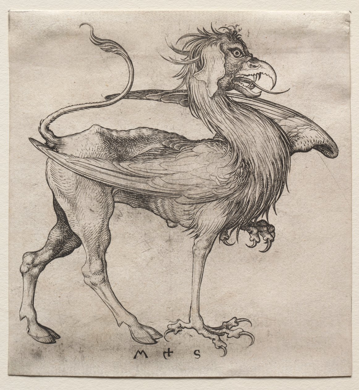 Griffin by Martin Schongauer