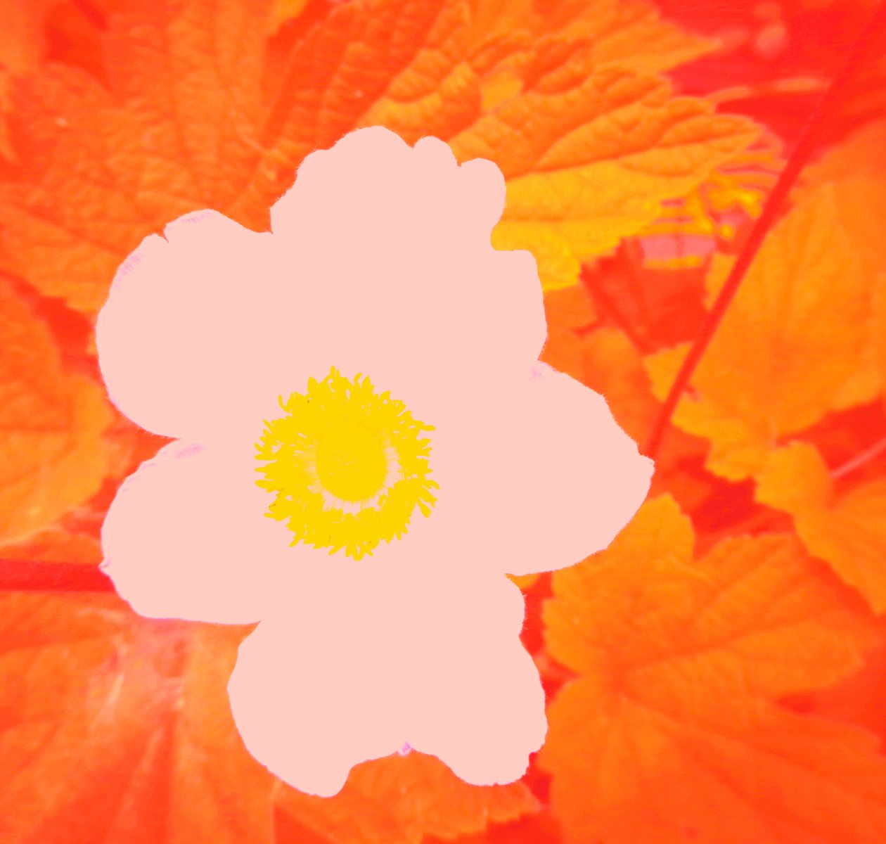 Blume (Andy Warhol