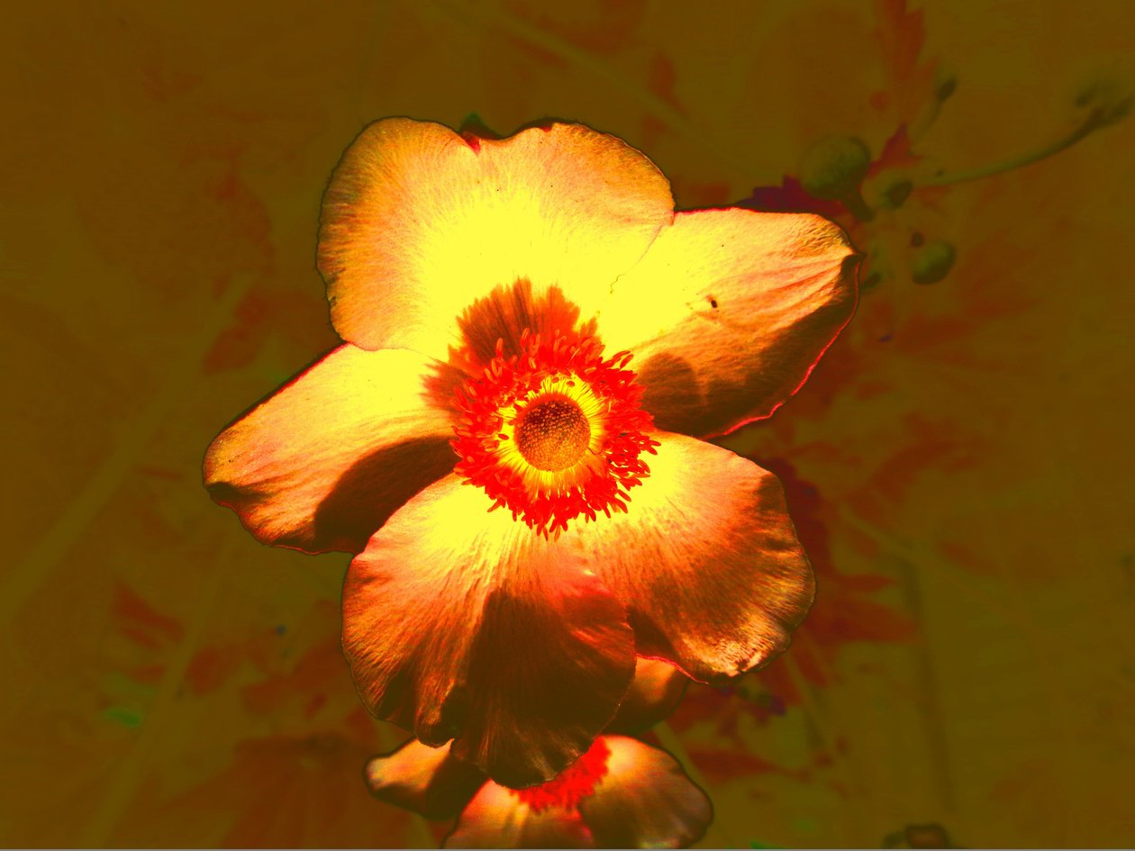 Blume by Martina Konitzky