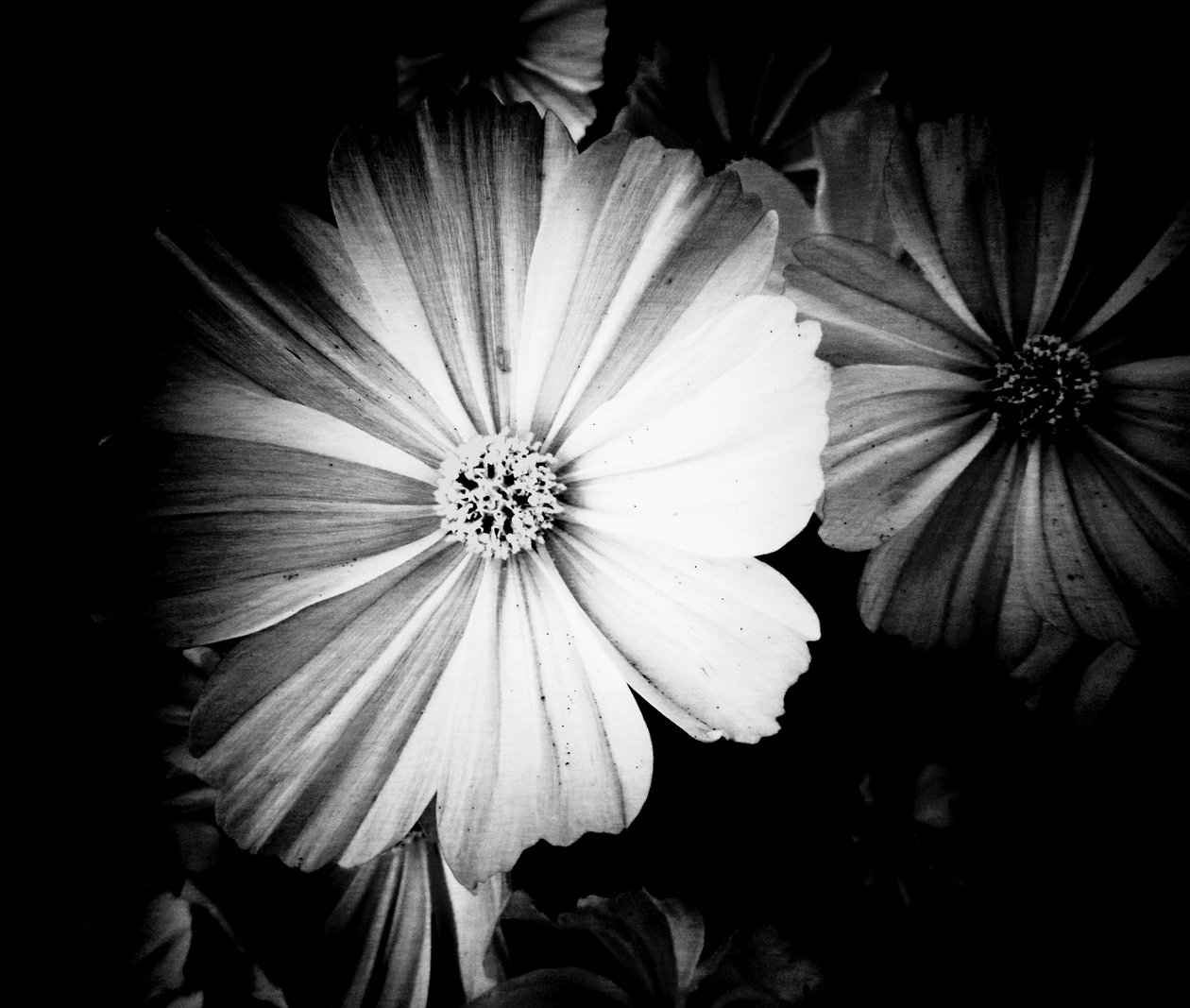 Derece by Martina Konitzky