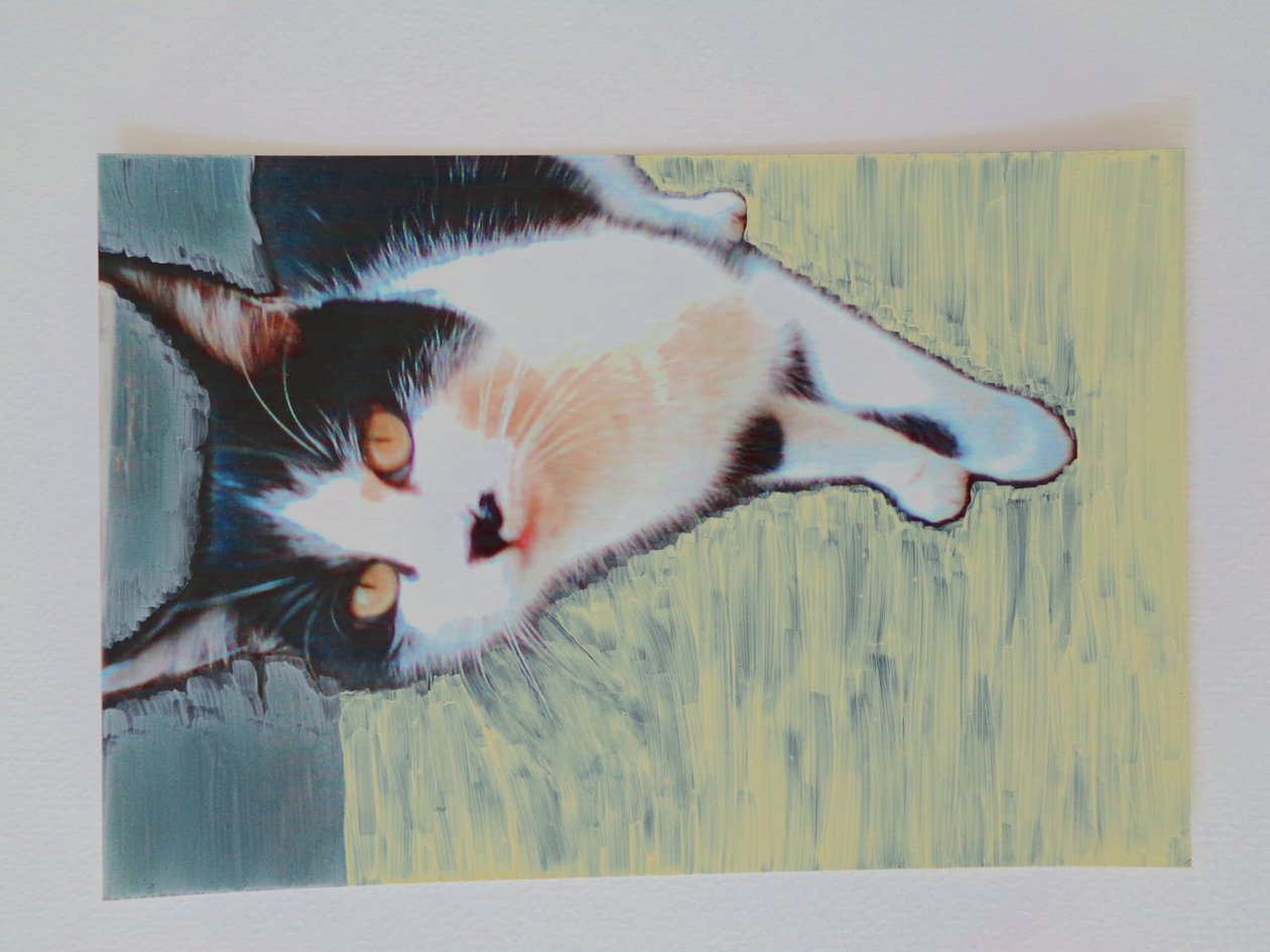kedi by Martina Konitzky