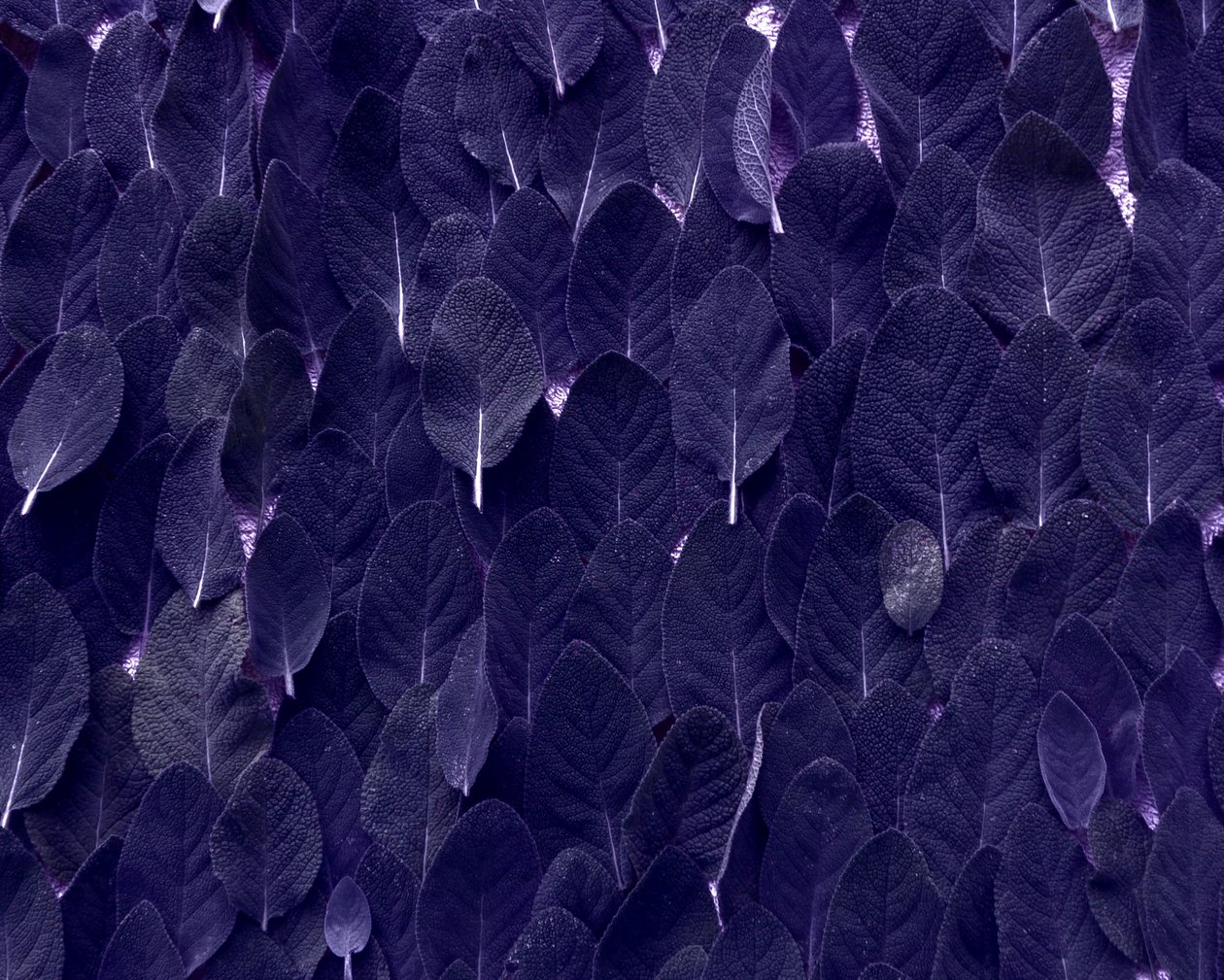 adaçayı by Martina Konitzky