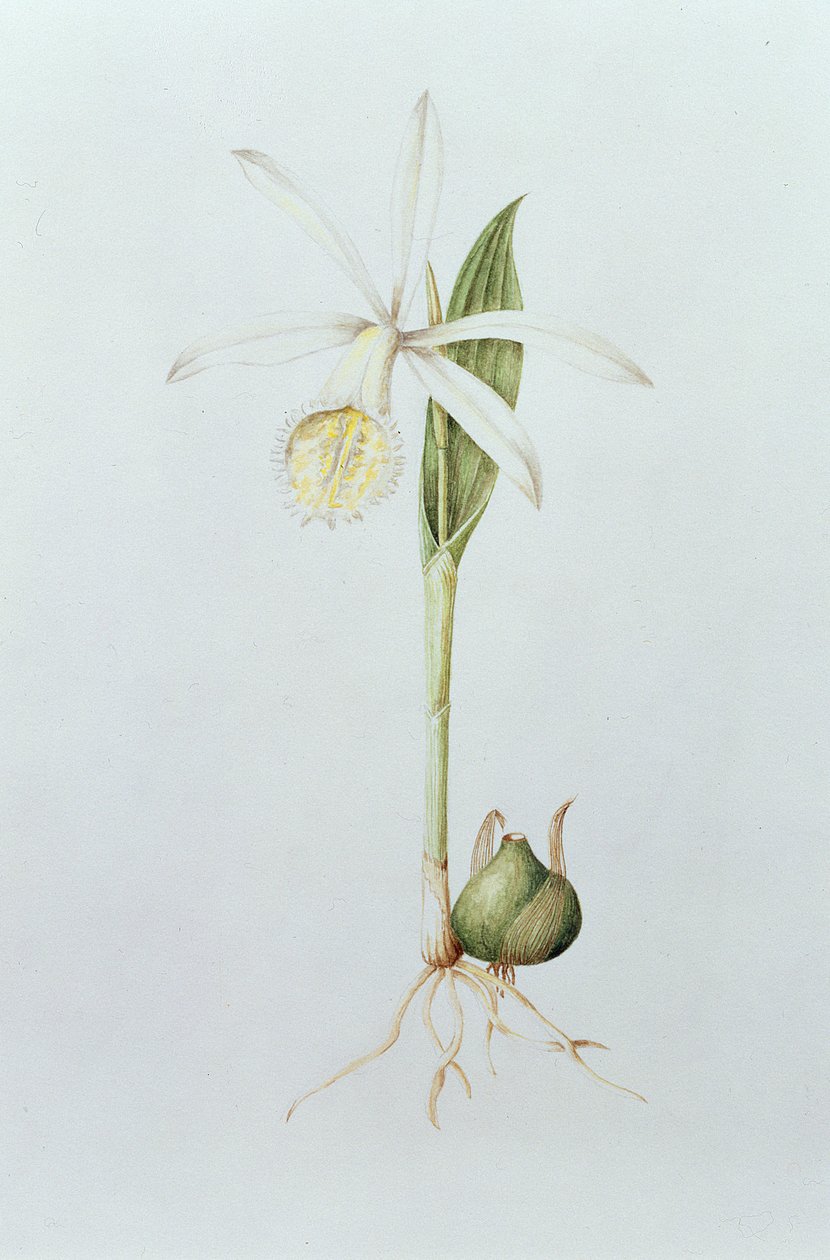 Pleione Formosana Alba (kağıt üzerinde wc) by Mary Kenyon Slaney