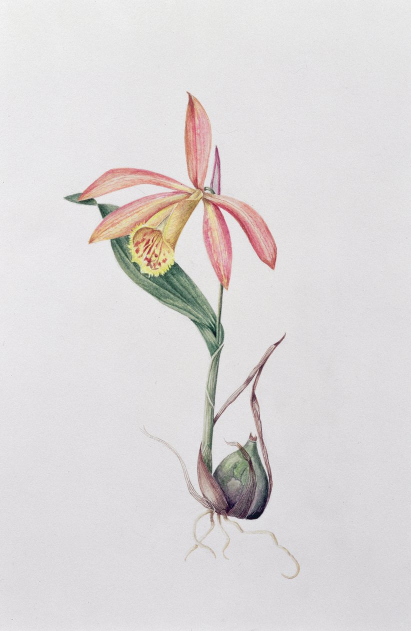 Pleione Zeus Wildstein (kağıt üzerinde wc) by Mary Kenyon Slaney