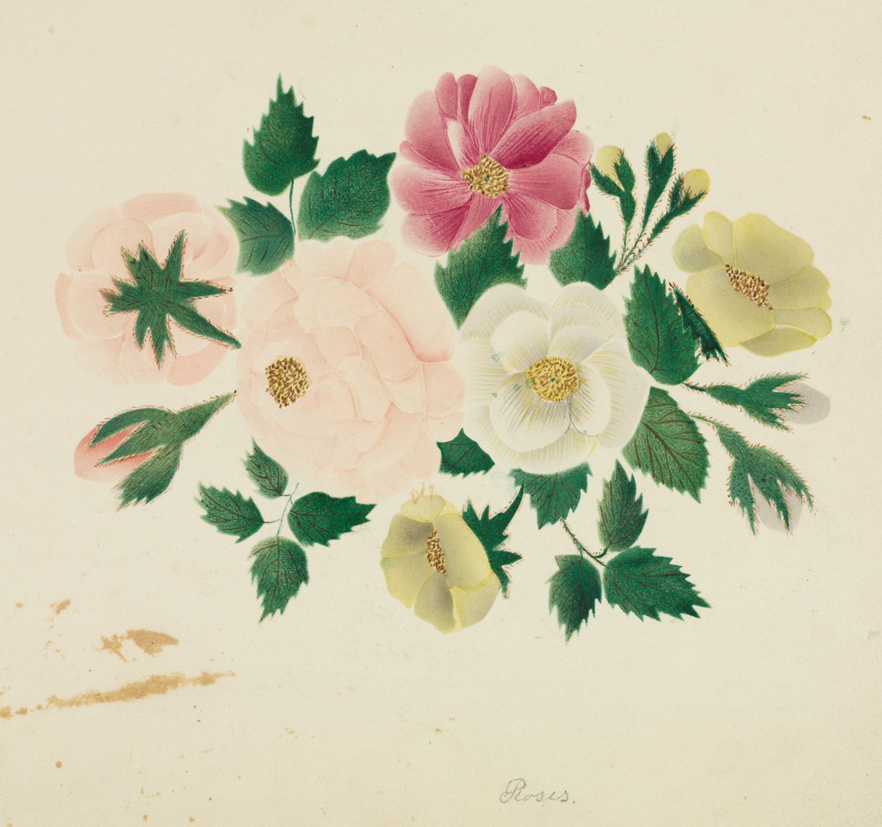 Haziran Gülleri. by Mary Altha Nims