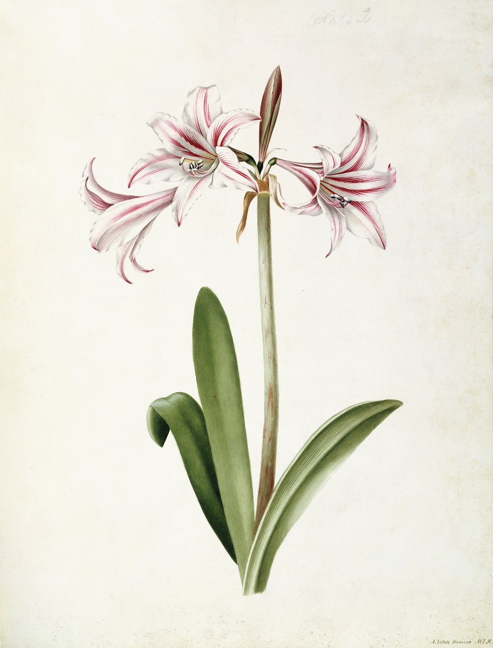 (Amaryllis) Vittata Formosa by Mary Elizabeth Rosenberg