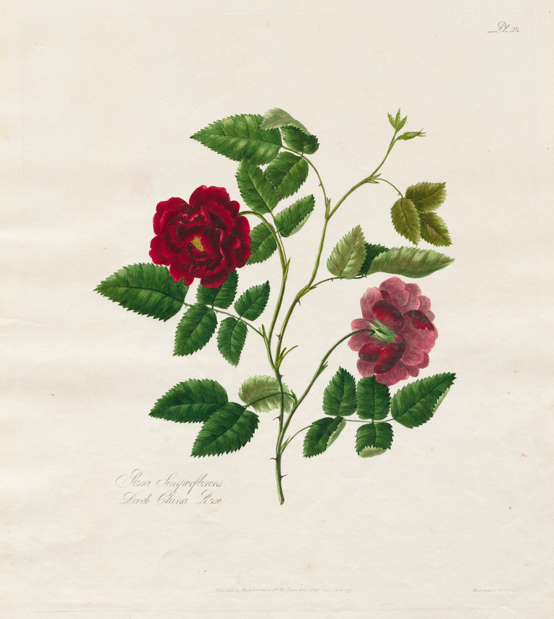 Doğadan Gelen Gül Koleksiyonu: Dark China Rose by Mary Lawrence