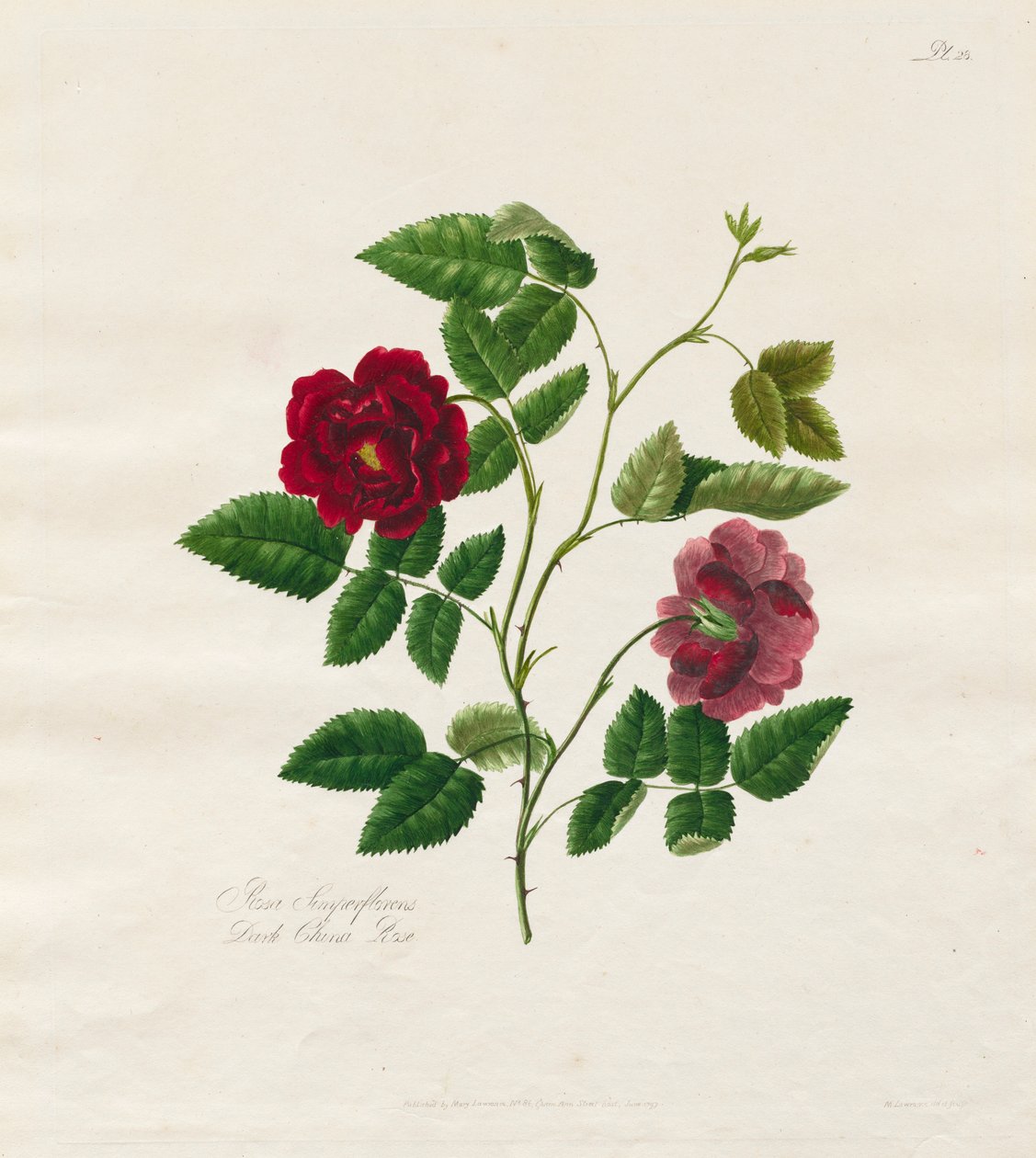 Doğadan Gül Koleksiyonu: Dark China Rose, 1799. by Mary Lawrence
