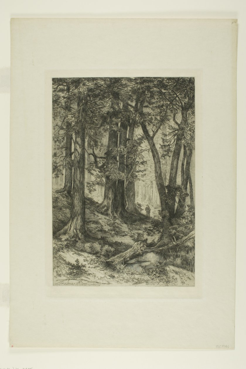 Kaliforniya Ormanı by Mary Nimmo Moran