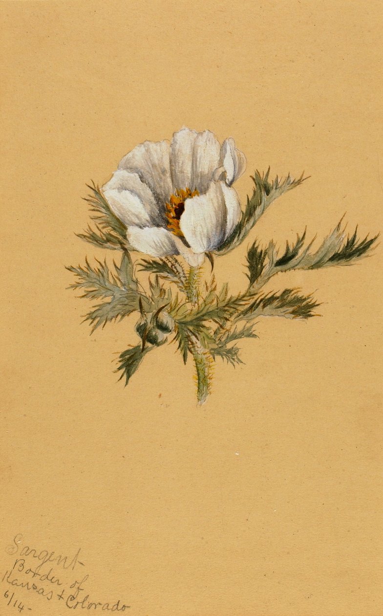  by Mary Vaux Walcott