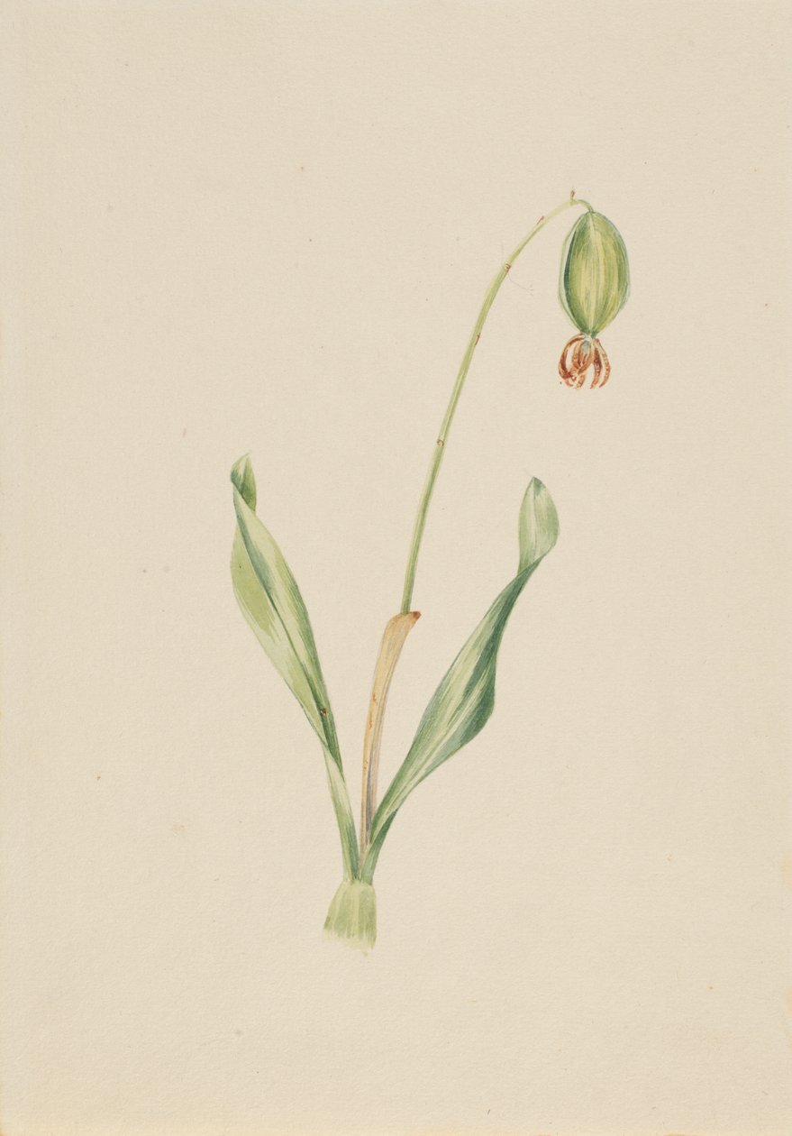  by Mary Vaux Walcott