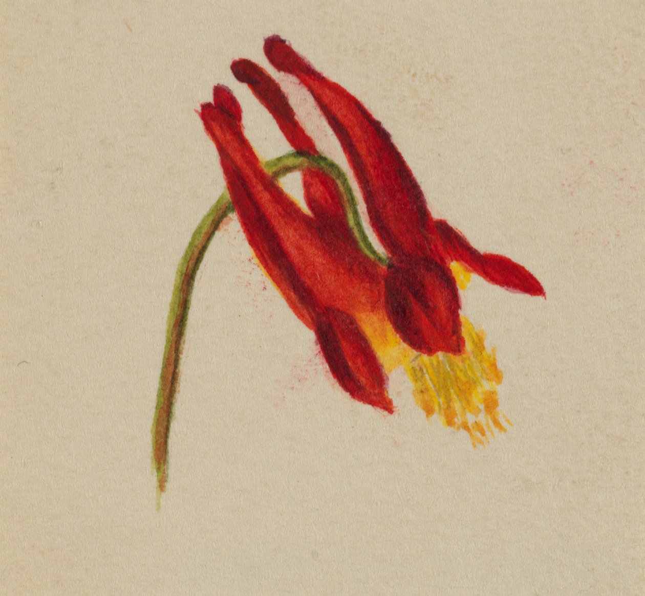  by Mary Vaux Walcott