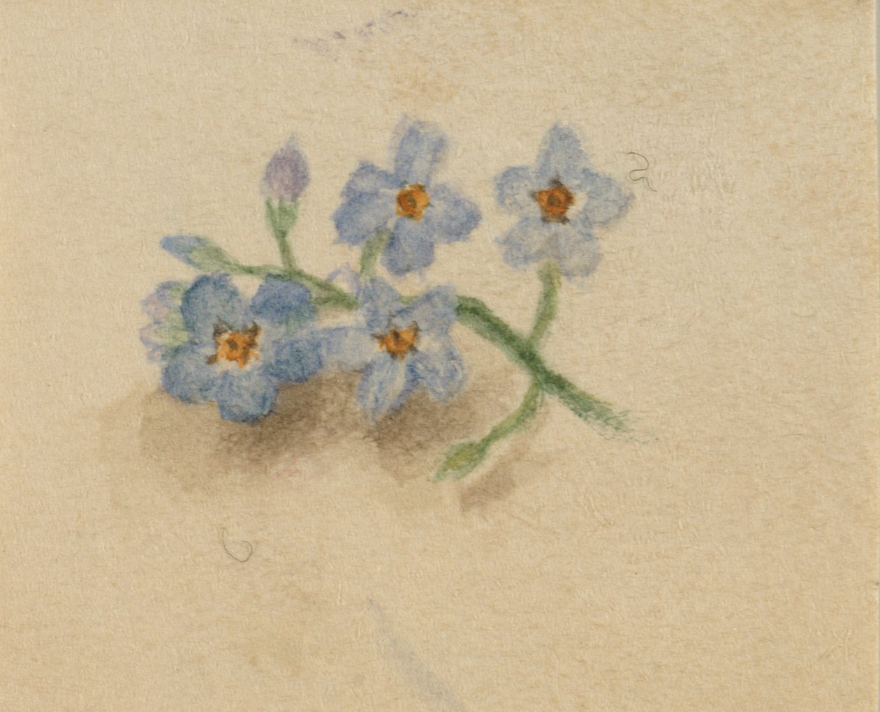  by Mary Vaux Walcott