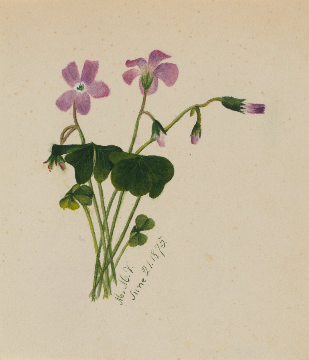  by Mary Vaux Walcott