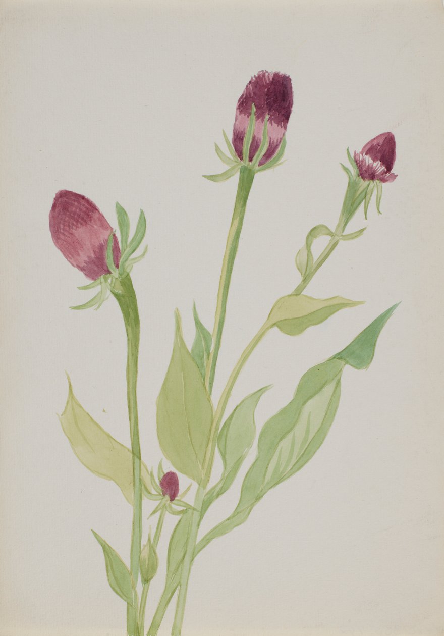  by Mary Vaux Walcott