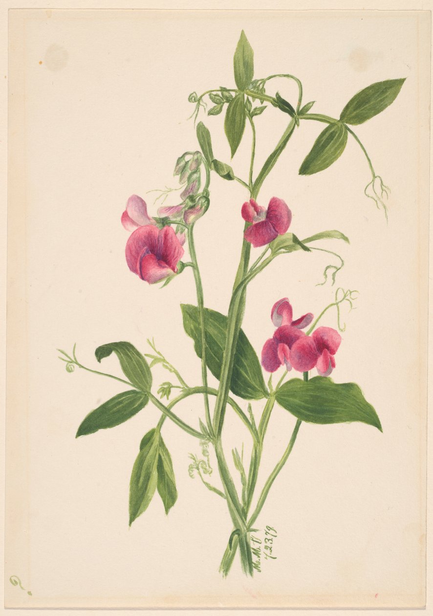  by Mary Vaux Walcott