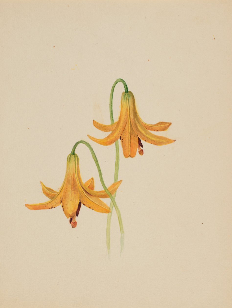  by Mary Vaux Walcott