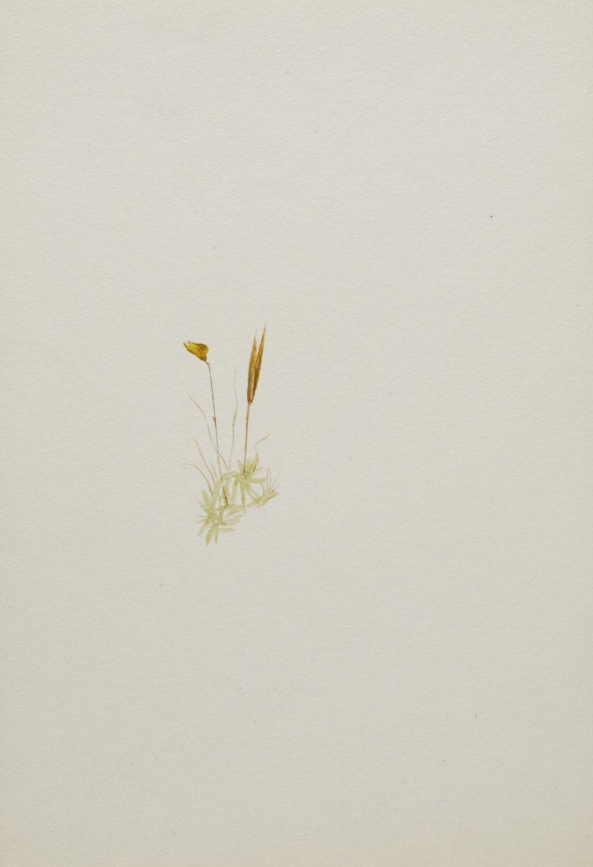  by Mary Vaux Walcott