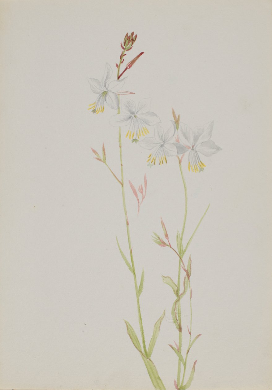  by Mary Vaux Walcott