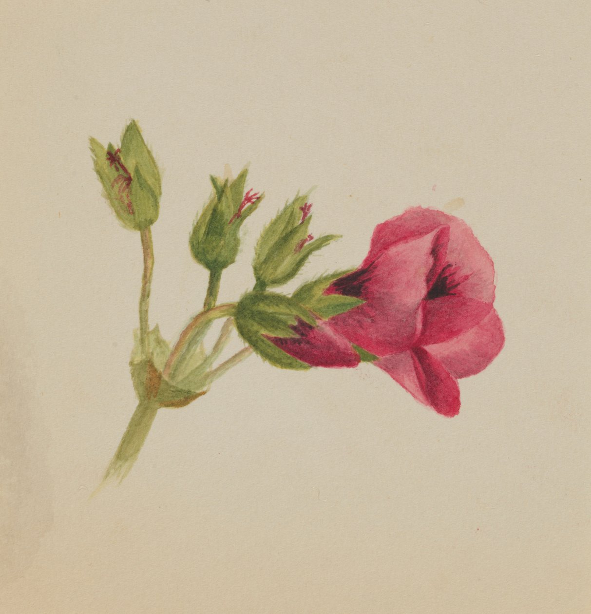  by Mary Vaux Walcott