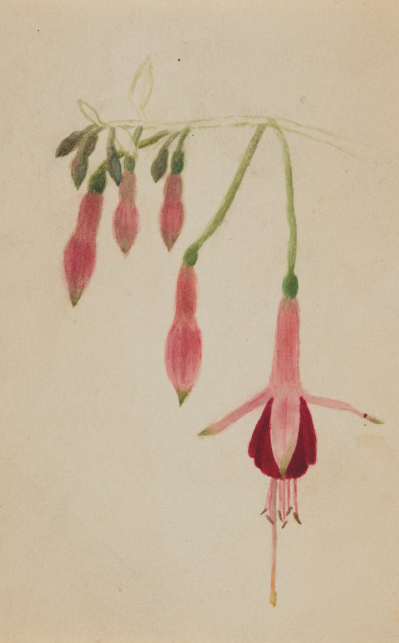  by Mary Vaux Walcott