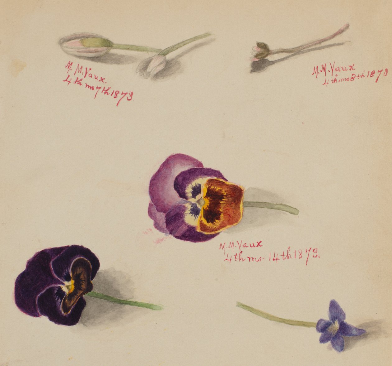  by Mary Vaux Walcott