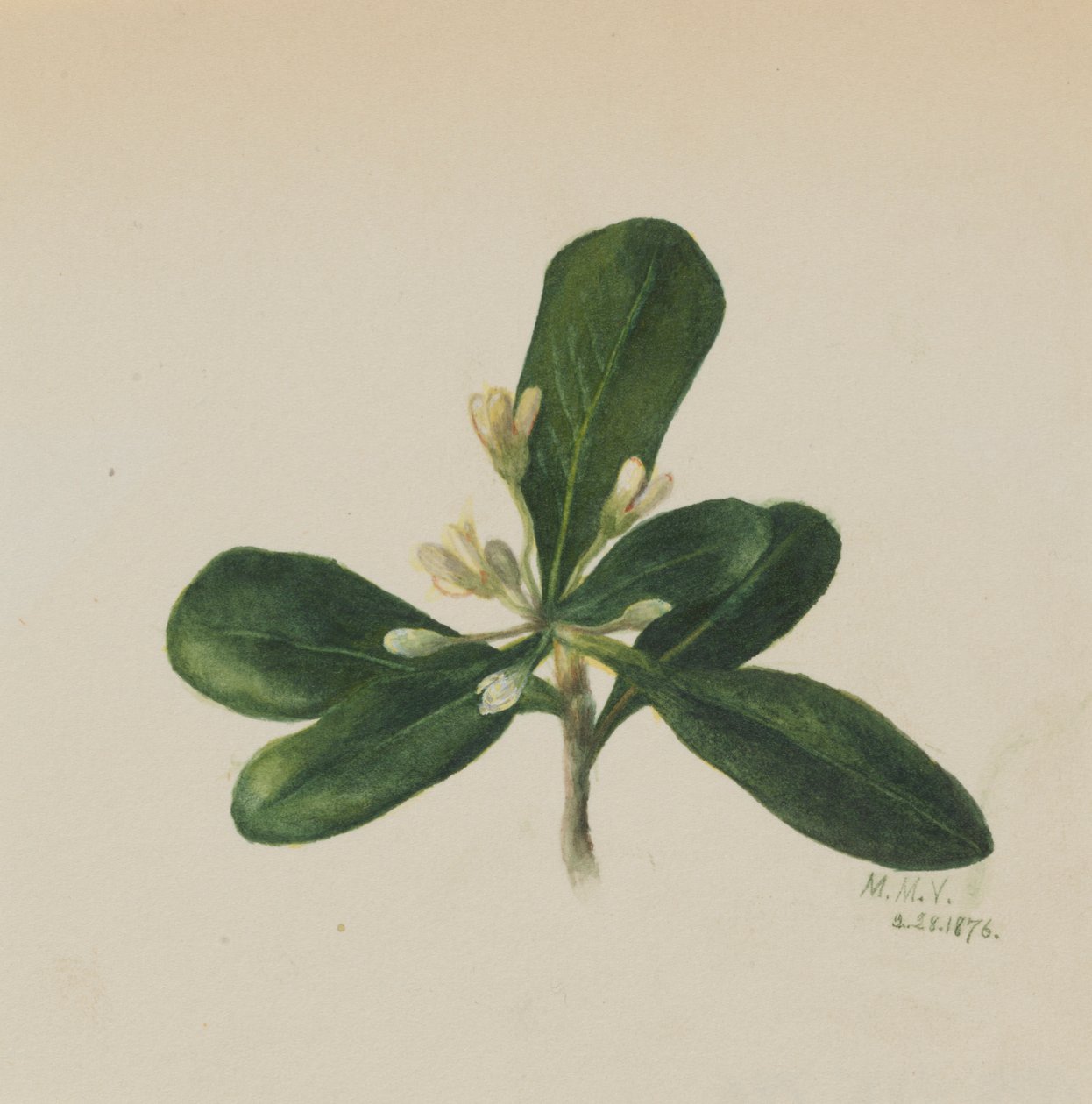  by Mary Vaux Walcott