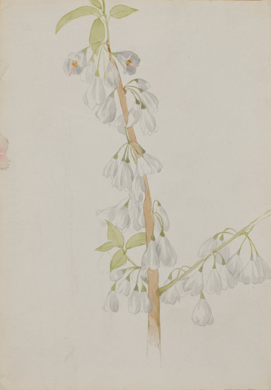  by Mary Vaux Walcott