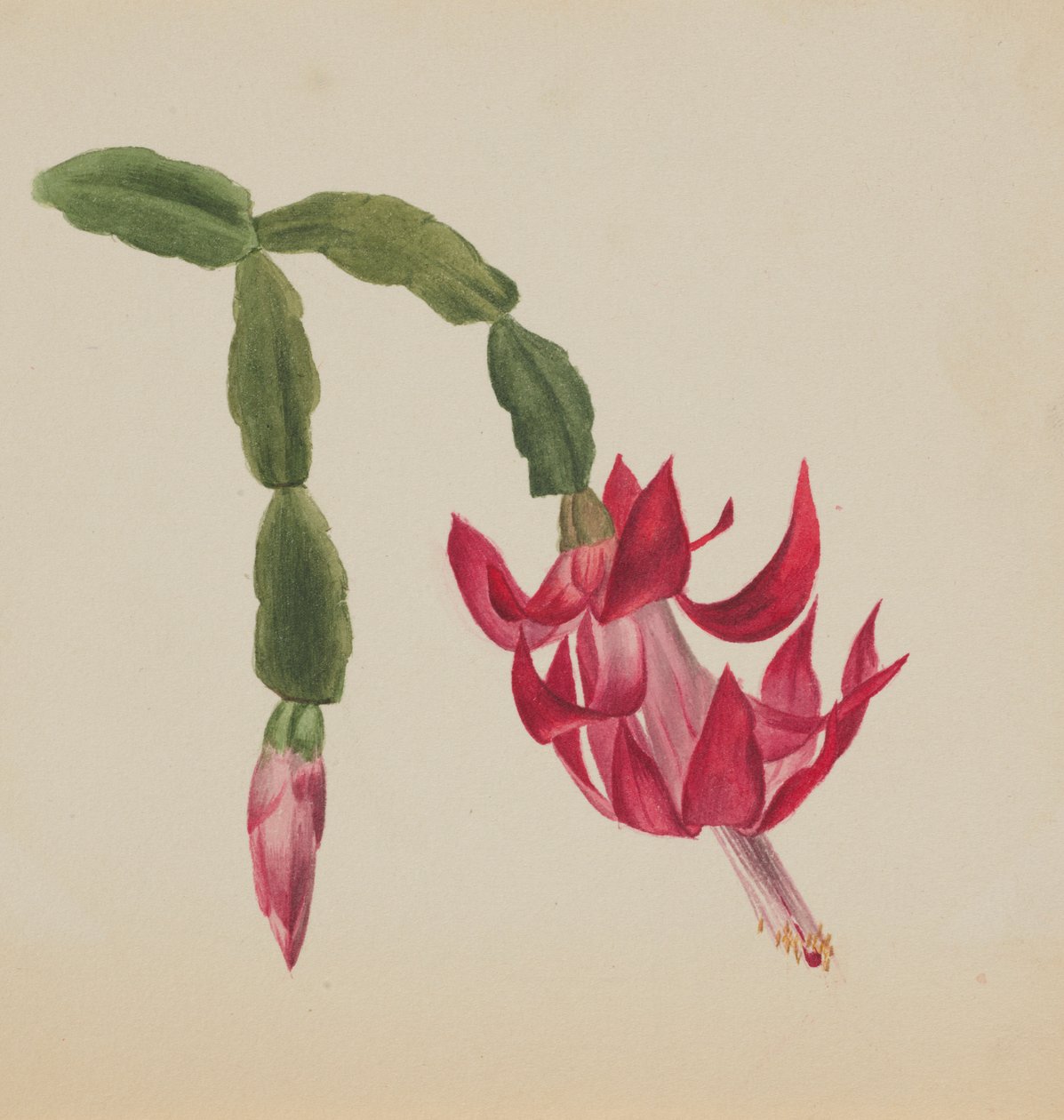  by Mary Vaux Walcott