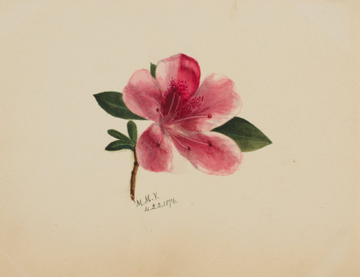  by Mary Vaux Walcott