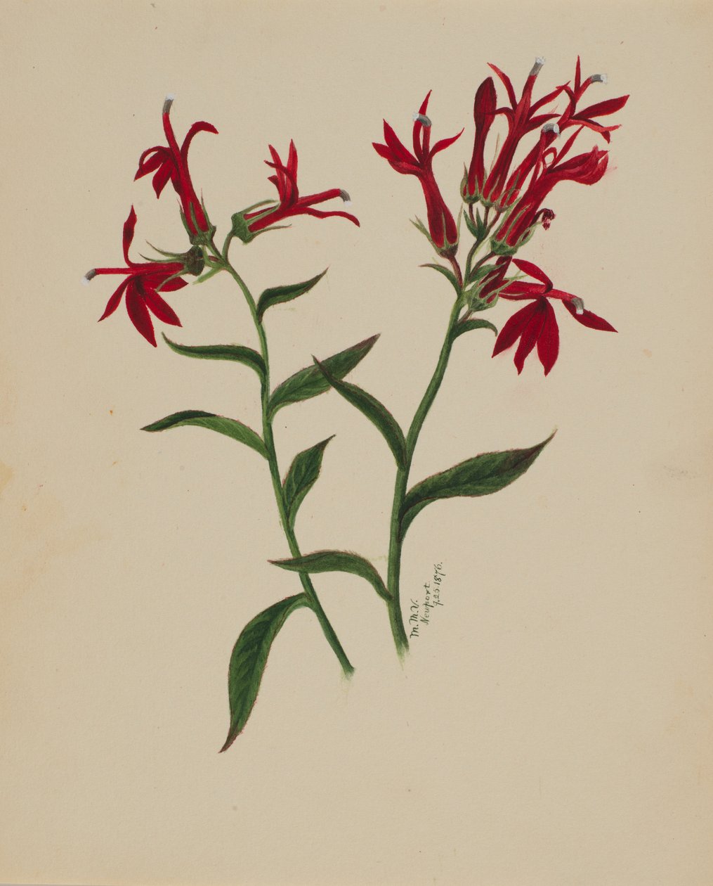  by Mary Vaux Walcott
