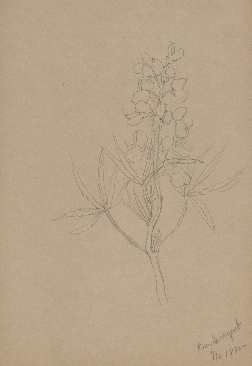  by Mary Vaux Walcott