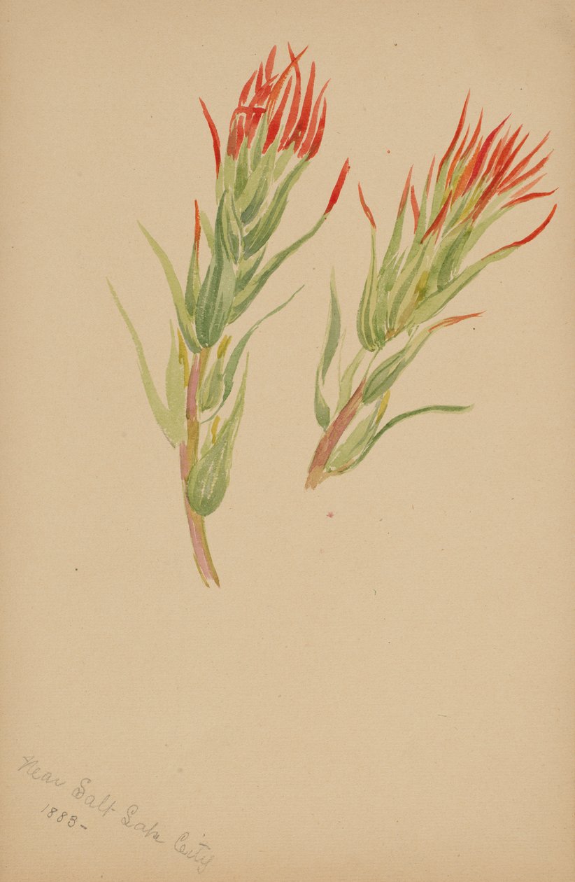  by Mary Vaux Walcott