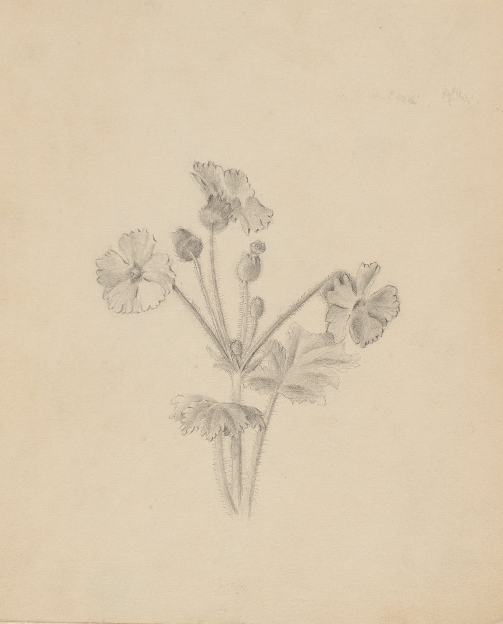  by Mary Vaux Walcott