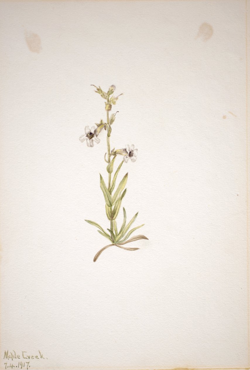  by Mary Vaux Walcott