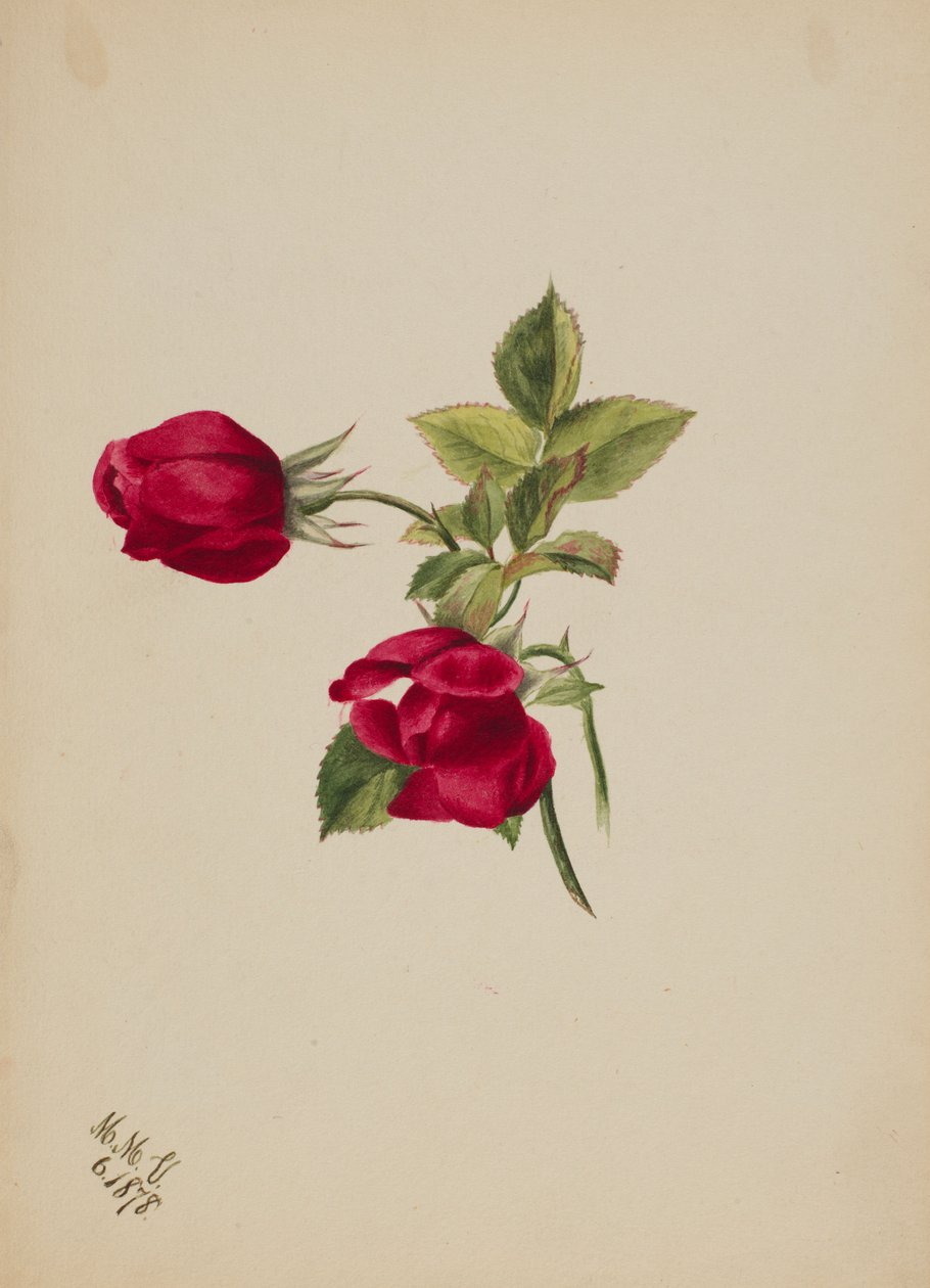  by Mary Vaux Walcott