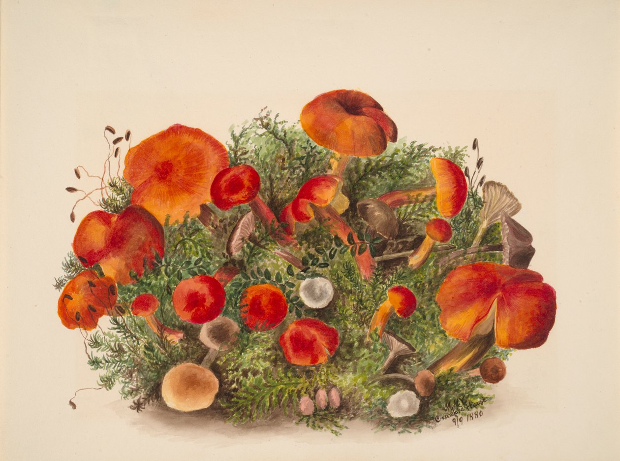  by Mary Vaux Walcott