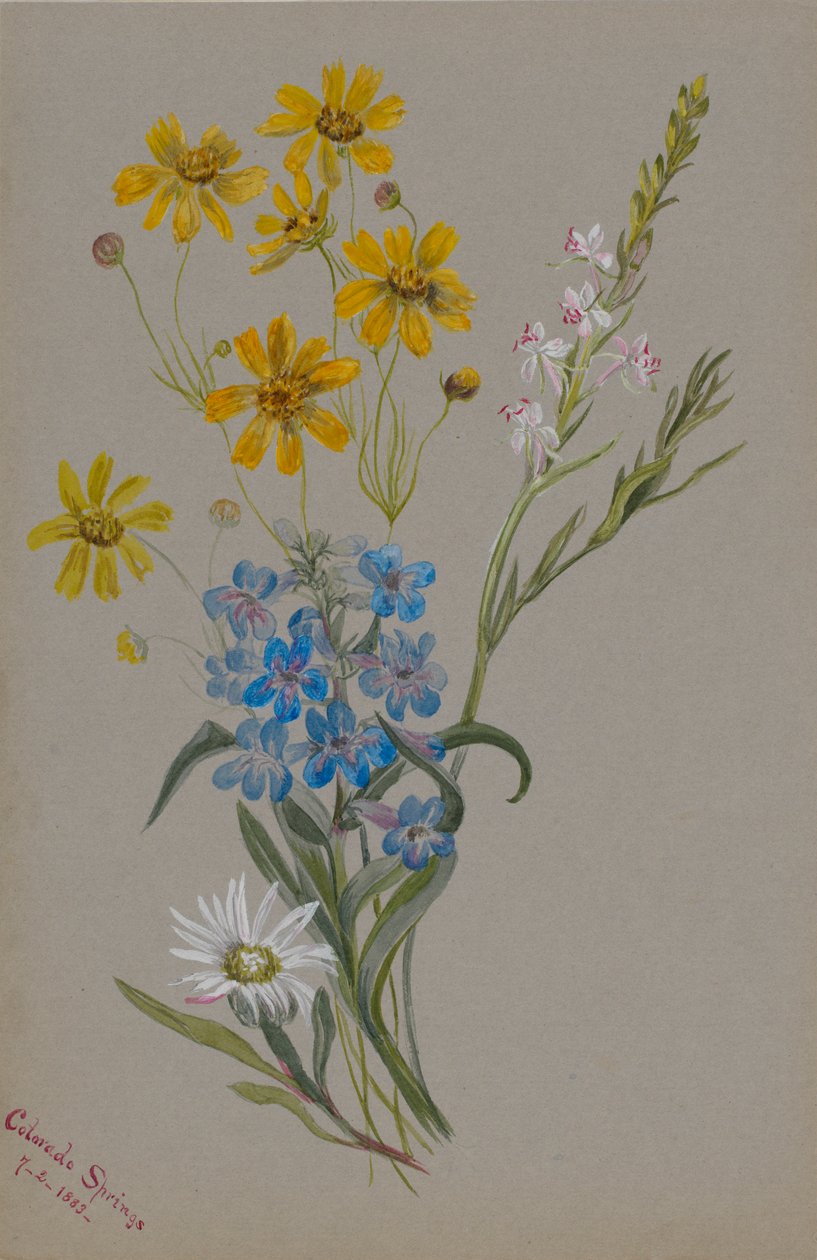  by Mary Vaux Walcott